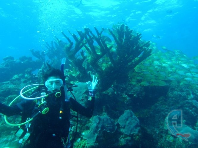coral cuernos de alce en el caribe